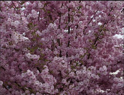 “灿白两个大傻子.”♡，灿白百度百科（泰戈尔《吉檀迦利》第一篇亚洲获得诺贝尔奖的大作图片）