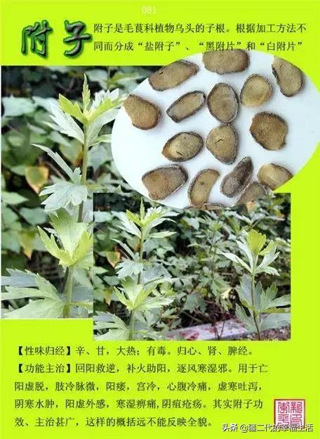 常见中草药图谱，中草药经典图谱（让你知道常用药都长啥样）