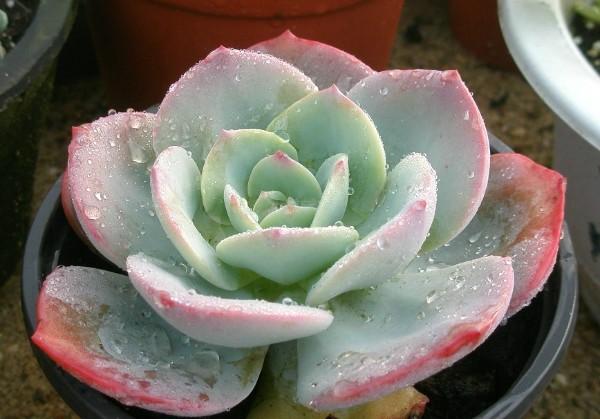 怎样养多肉植物，多肉植物盆景的养殖方法（多肉植物怎么养殖）