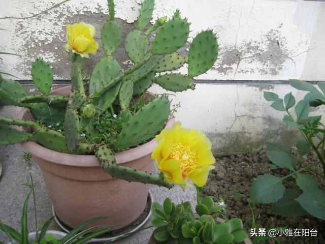 仙人掌会开花吗，仙人掌会开花吗多久开一次（枝叶迅速长满盆）