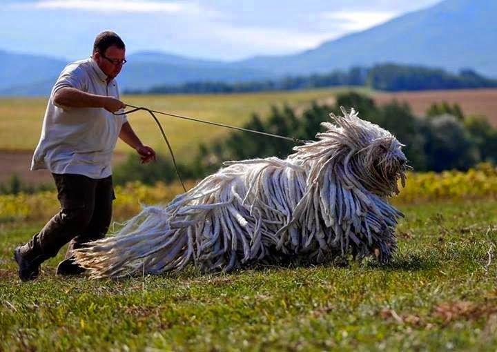 拖把狗多少钱一只 拖把犬小时候样子