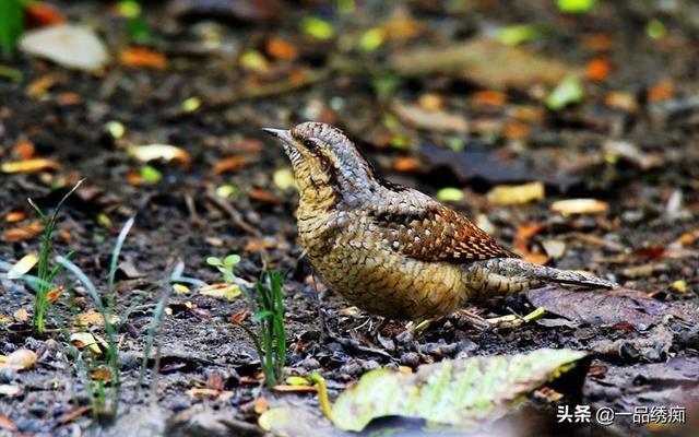 一个东一个鸟怎么读，一个东一个鸟怎么念（见过好多鸟名生僻字）
