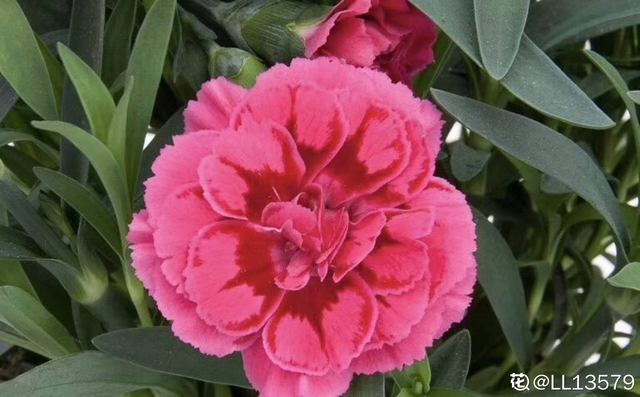 perfume组合，如何评价Perfume香水组合（家里养组合香水花）