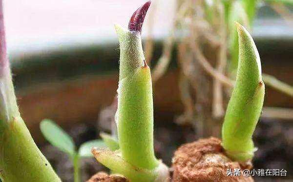 生姜的种植方法，生姜种植的方法和步骤（3个月长成漂亮“富贵竹”）
