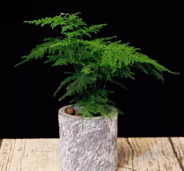 文竹盆栽的养殖方法，文竹的养法（养文竹牢记“5技巧”）