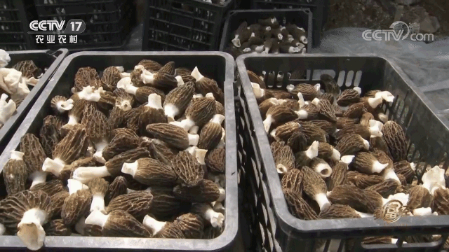 羊肚菌栽培技术，羊肚菌的种植方法和栽培技术是什么（亩产最高1000斤）