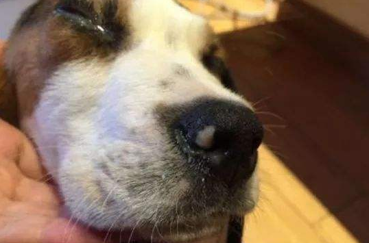 狗狗很精神但是流鼻涕，狗狗鼻塞流鼻涕怎么办（第二种情况要注意）