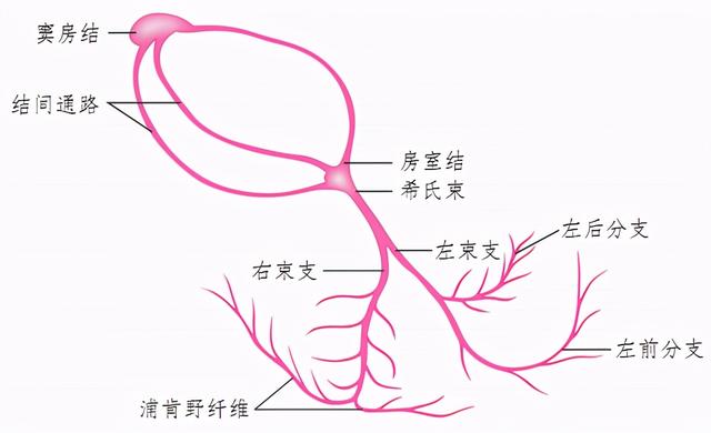 窦性心律是什么意思，窦性心律是什么意思有危险吗（什么是窦性心律）