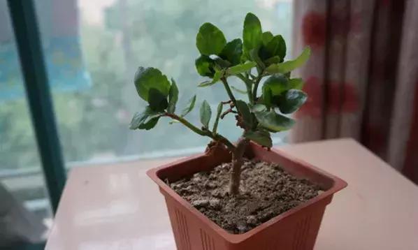 碳酸氢钠在医学上有什么用途，碳酸氢钠在医学上有什么用途和作用（小苏打原来有这么多好处）