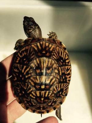 乌龟种类有哪些，乌龟种类有哪些品种（陆龟和水陆两栖龟区别）