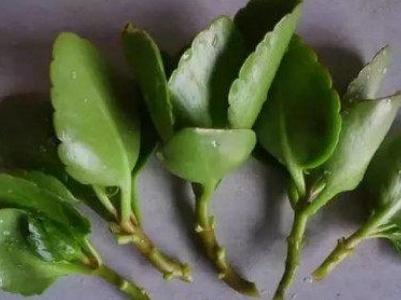 长寿花的扦插方法，长寿花扦插4种方法是什么（长寿花怎么扦插）