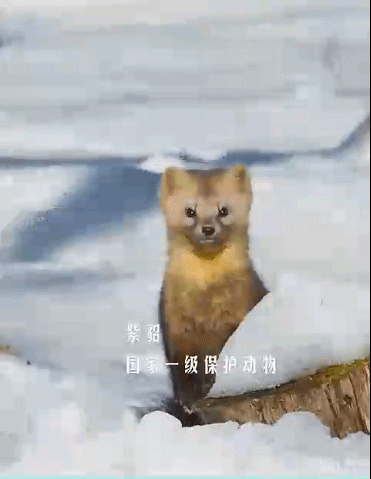 紫貂是什么动物，紫貂是珍稀动物吗（长白山拍到一只野生紫貂）