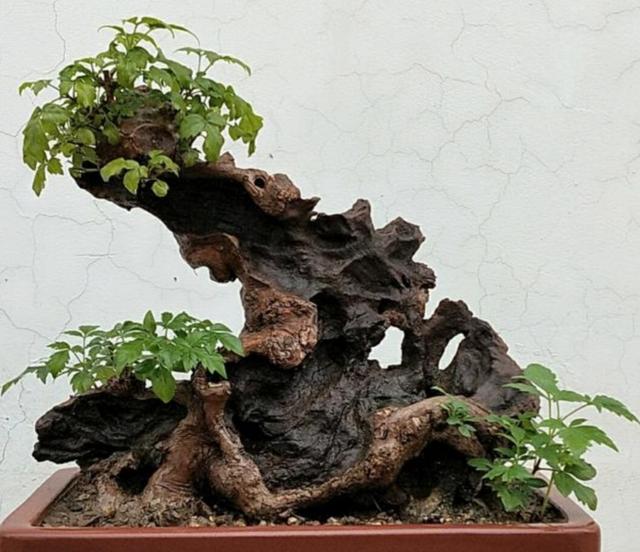 怎么种植黄荆树，黄荆树的生长环境（就能养成古朴苍劲的盆景）