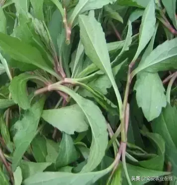 野荞麦根和乌鸡蛋煮，野荞麦根和乌鸡蛋煮水的功效（农业科普：53种野菜）