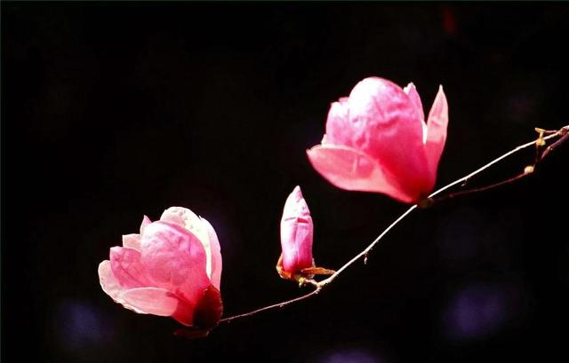 勿忘我花语和寓意，勿忘我花语和寓意（勿忘我花种子种植方法）