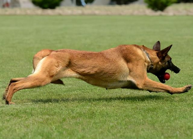 纯种马犬多少钱，纯种马犬多少钱一只20万（你肯定被忽悠了，不能当工作犬）