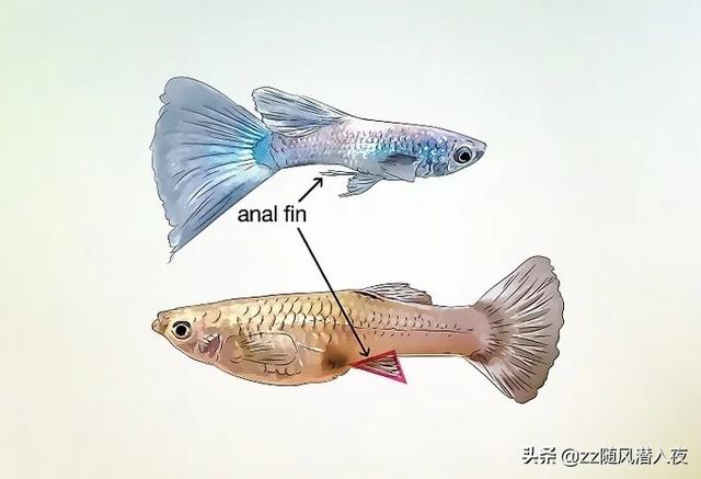 孔雀鱼公母分辨图，孔雀鱼怎么分公母（分辨孔雀鱼的雌雄）