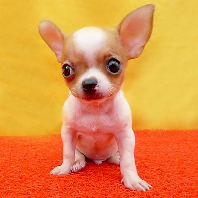 世界名犬大全，世界名犬大全安卓下载（世界10大长得超可爱的狗狗）