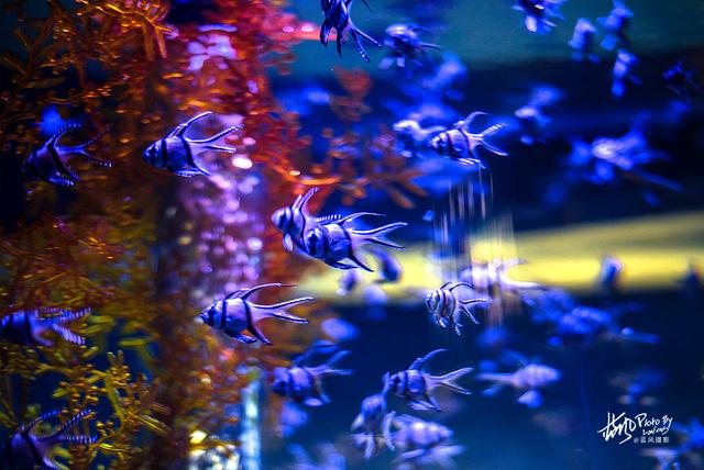 极地动物资料,极地动物世界(这些极地海洋鱼类太美了) 极地动物资料,极地动物世界(这些极地海洋鱼类太美了)