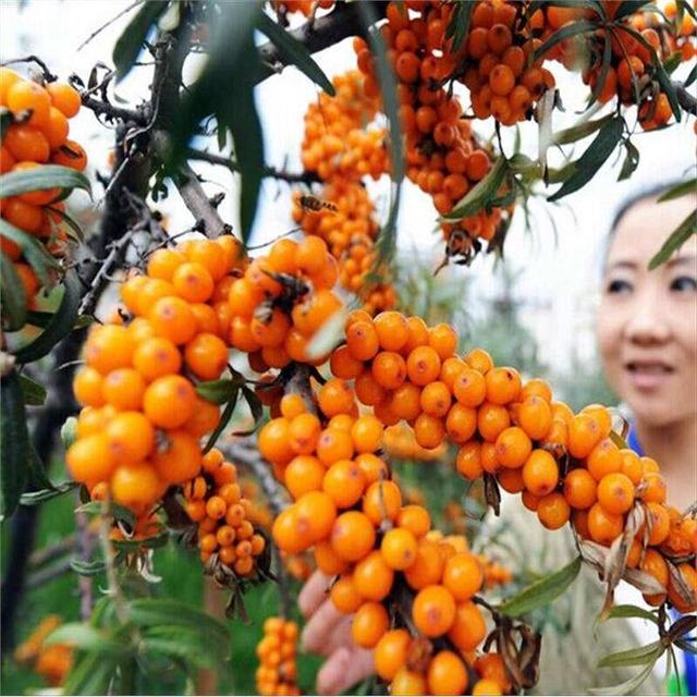 沙棘果怎么吃，阳台养盆“沙棘果”