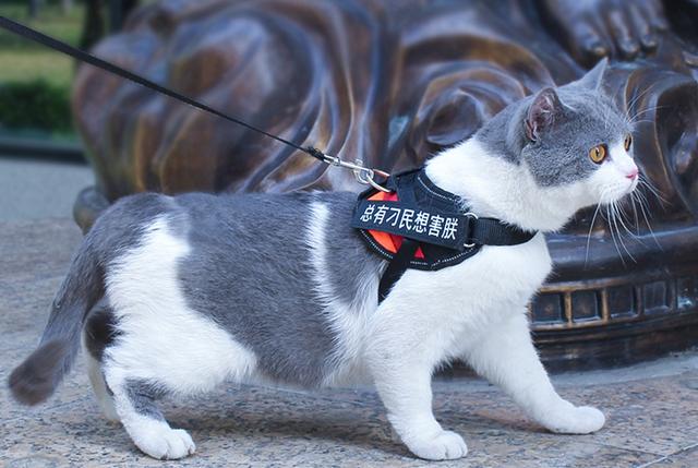 牵引绳有什么用，牵引绳安全吗（现在遛猫都用上牵引绳了么）