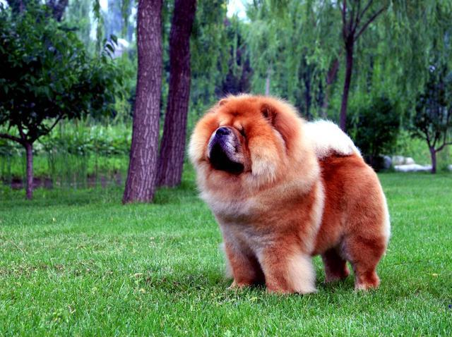 松狮吃什么狗粮好，松狮吃什么狗粮比较好（松狮犬有这5个特征）