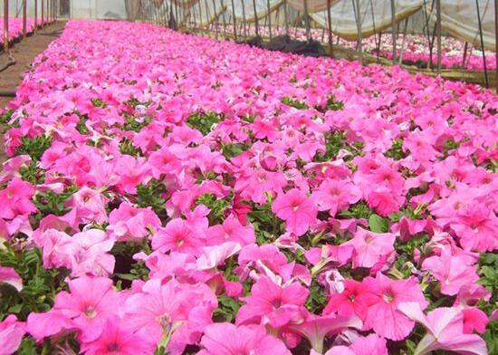 牵牛花有几种颜色，牵牛花是什么颜色的（盘点牵牛花最美的六大品种）