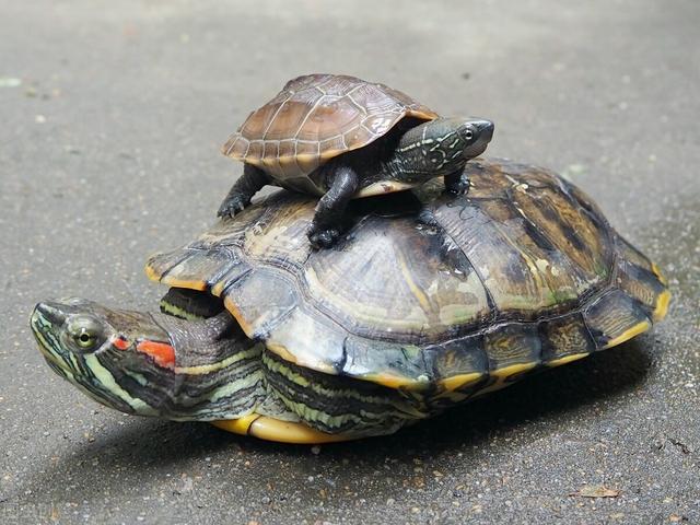 怎么养乌龟，怎么养乌龟 在家里放多少水（这6点你做到了吗）