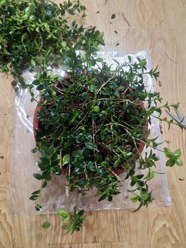 金鱼吊兰怎么养才开花，1年四季都能开花