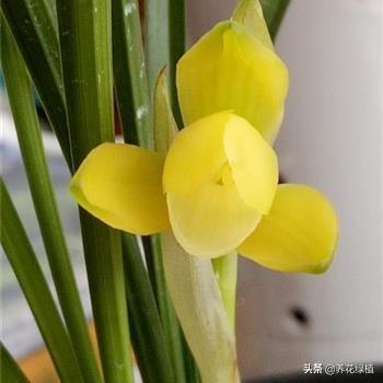 兰花什么时候开，兰花一般什么时间开花（兰花什么时候开花）