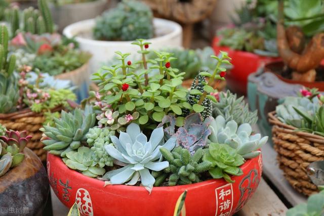 2,家里光照不好,就养4种多肉植物,一样能养出"珠圆玉润"的美丽