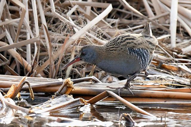 水鸡是什么，水鸡是什么车（西方秧鸡、叽咋柳莺......）