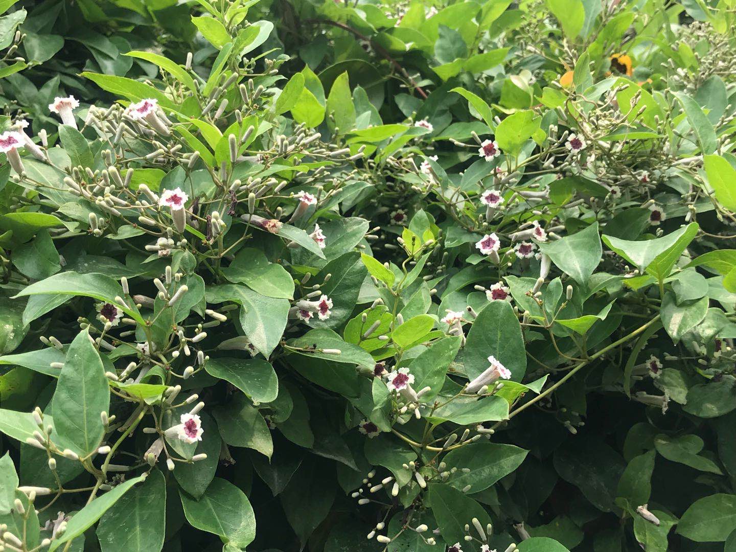 鸡屎藤的功效与作用