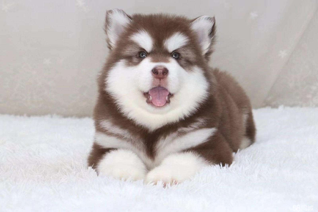 狗成语（狗狗成语），与犬相关的褒义成语集合（狗的成语及解释）