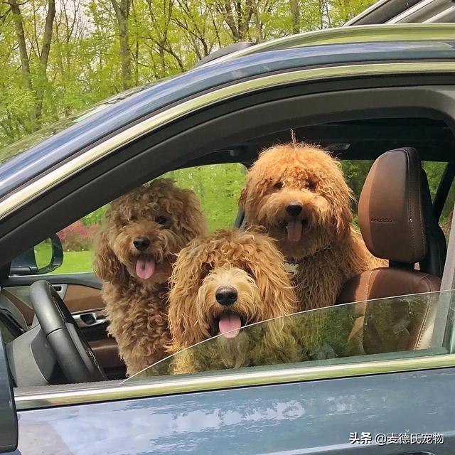 泰迪熊抱抱熊，一出生就有三个巨型“泰迪熊”陪睡（泰迪熊抱抱熊适合结婚送么）