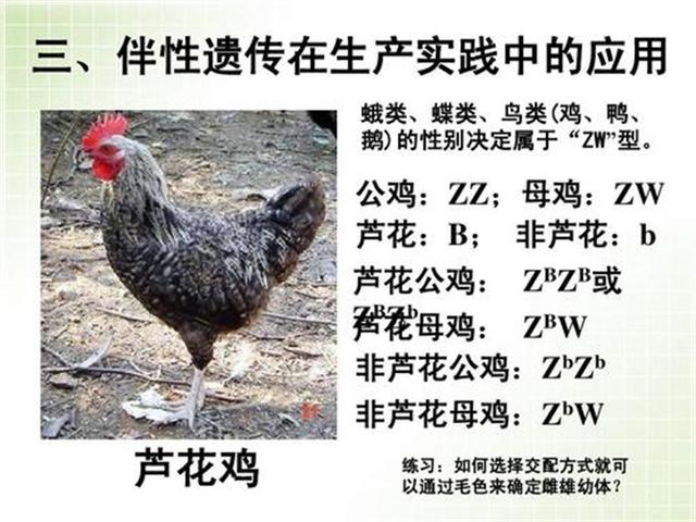 公鸡会生蛋吗，公鸡中的“战斗机”