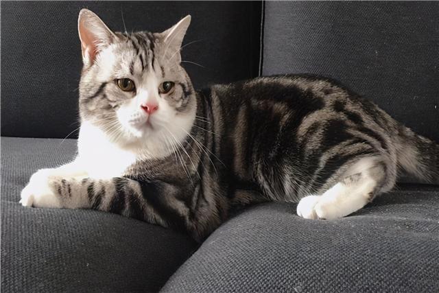 美短（美短猫图片），一定不能错过美国短毛猫（美短猫大全）