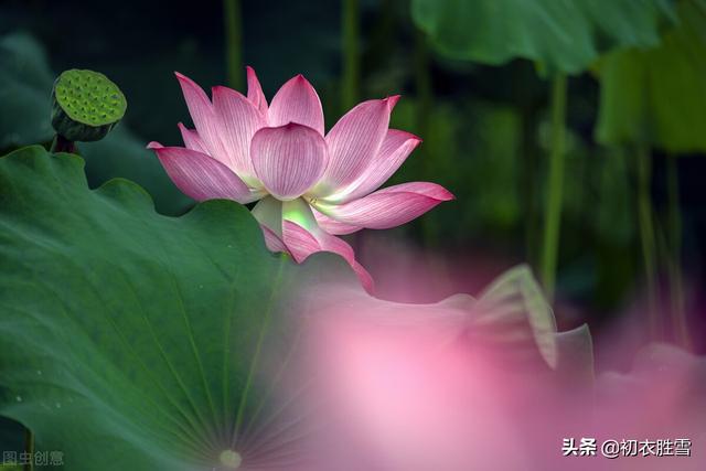 李白为什么叫青莲居士，诗仙 诗圣 诗佛 诗鬼（李白为什么称自己为）