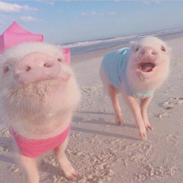 可爱猪猪头像微信，可爱猪猪头像（见过那么多猪）