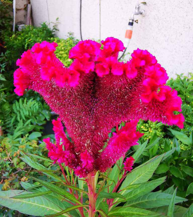 【鸡冠花种子】如何种植鸡冠花种子，鸡冠花种子怎么种植（1种花开花像个大鸡冠）
