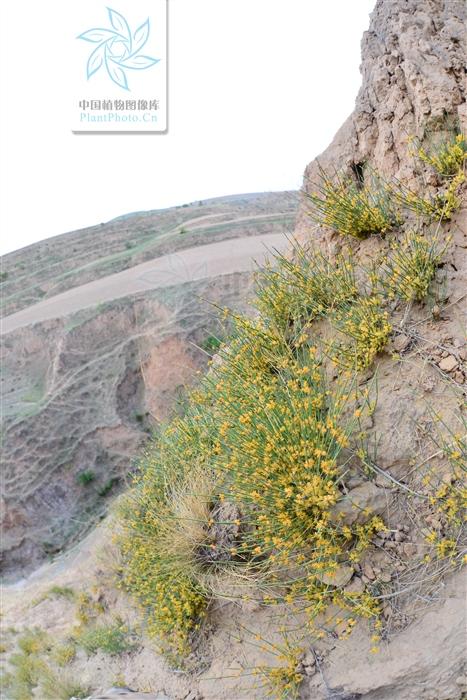 本草图经作者是谁，《本草图经》的作者（芎藭 蘼蕪 藁本）