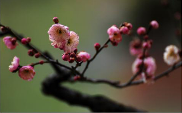 梅花的功效与作用，梅花喝了有什么好处（养在家里尽显主人品位）