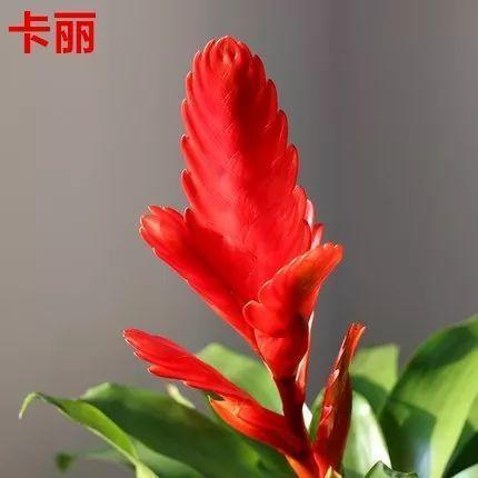 鸿运当头好养吗，鸿运当头怎么不好养（鸿运当头别喷水）