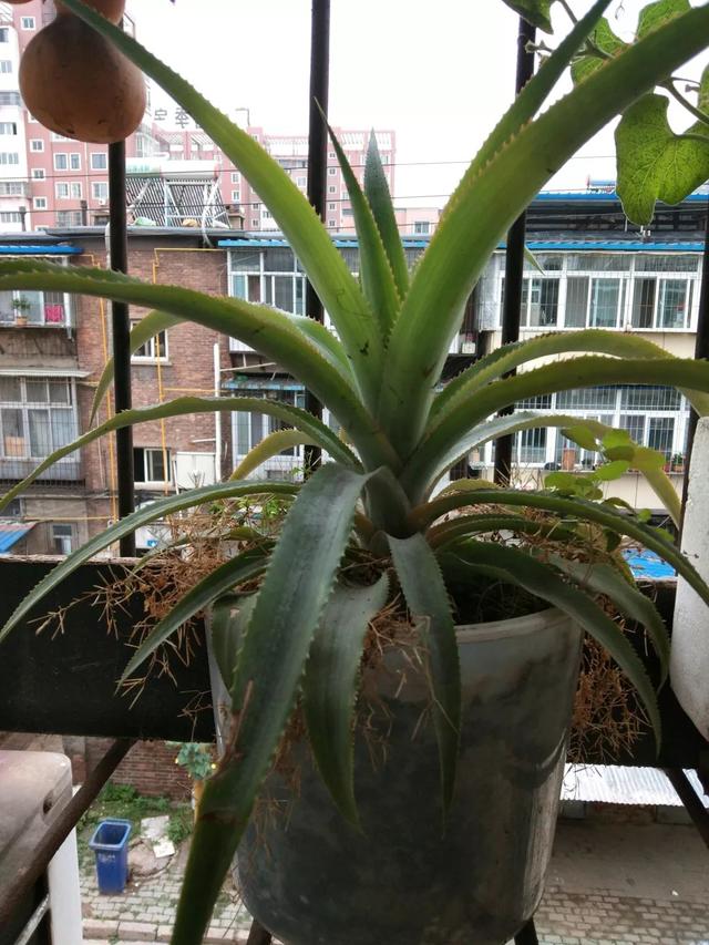 霸王花是火龙果的花吗，昙花、霸王花、火龙果花和令箭荷花的区别（奶奶把一根枝插土里）