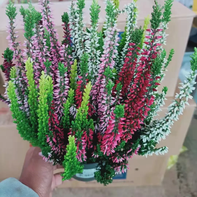 秋天开的花有哪些，秋天开花的花10种花是什么（200天都开花）