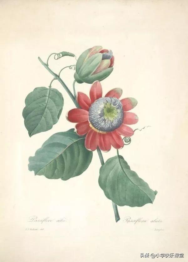 秃宝盖加几念什么字，秃宝盖加几（这些记生字的儿歌太有趣了）