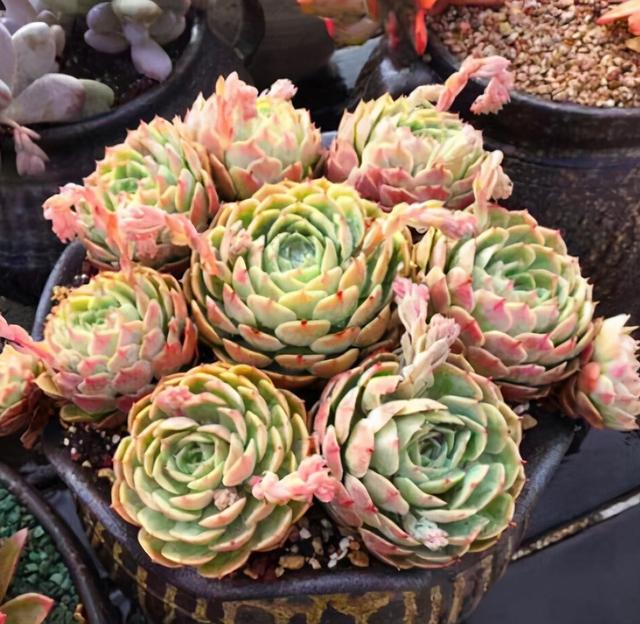 肉肉怎么浇水，多肉植物浇水方法（养多肉浇水记住3句“口诀”）