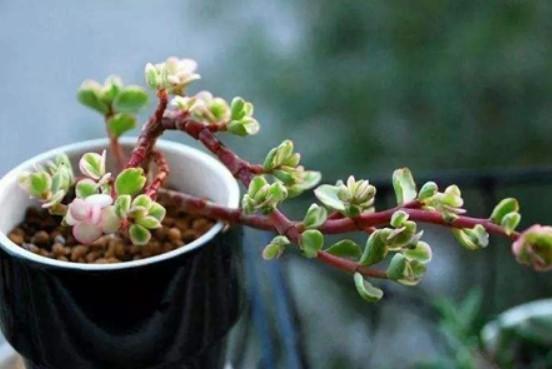 金枝玉叶的造型与修剪，金枝玉叶的造型与修剪视频（又能变成好看的小盆景）