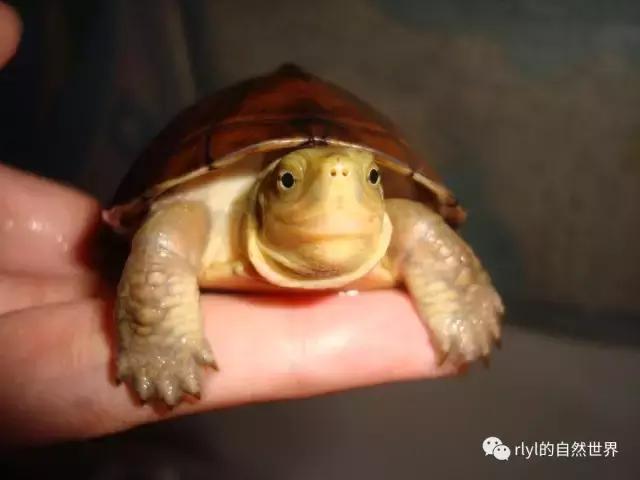 安徽三黄是哪三黄，三黄鸡有哪些（对选择的理解......）