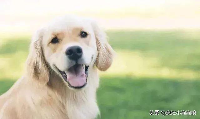 哈士奇智商排名，哈士奇智商在狗界排名多少位（前十和倒数前十）